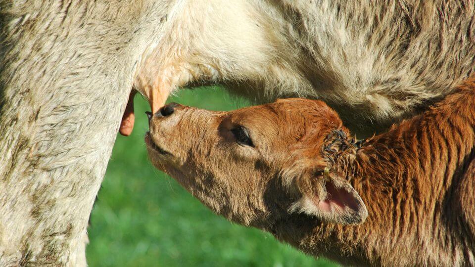 Colostrum - kravské první mléko